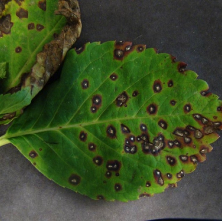 CLS symptoms include circular leaf spots scattered on the leaves near the base of the plant. The center of these spots on bigleaf hydrangea turns tan or light gray and surrounded by a purple halo. Premature leaf drop can lead to loss of plant vigor and setting of the flower bud. Mostly an issue in the landscape than in the greenhouse.